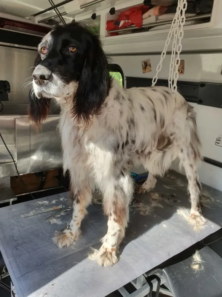 toilettage-english-setter