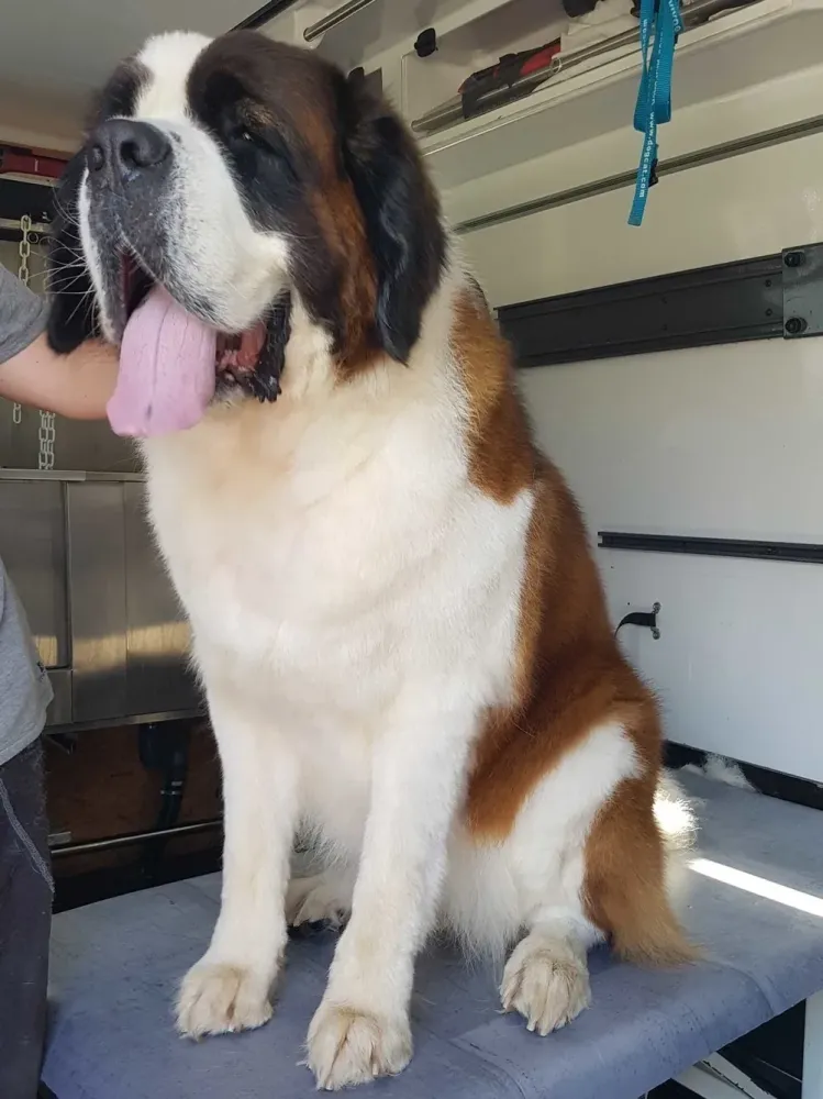 toilettage-saint-bernard
