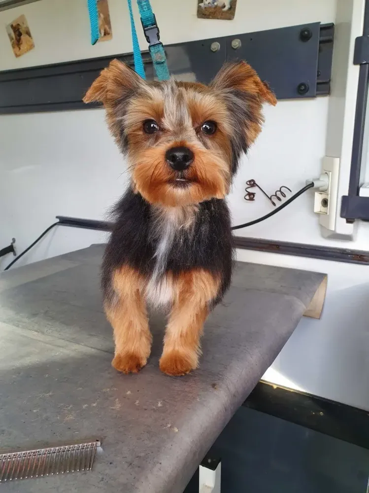 toilettage-yorkshire