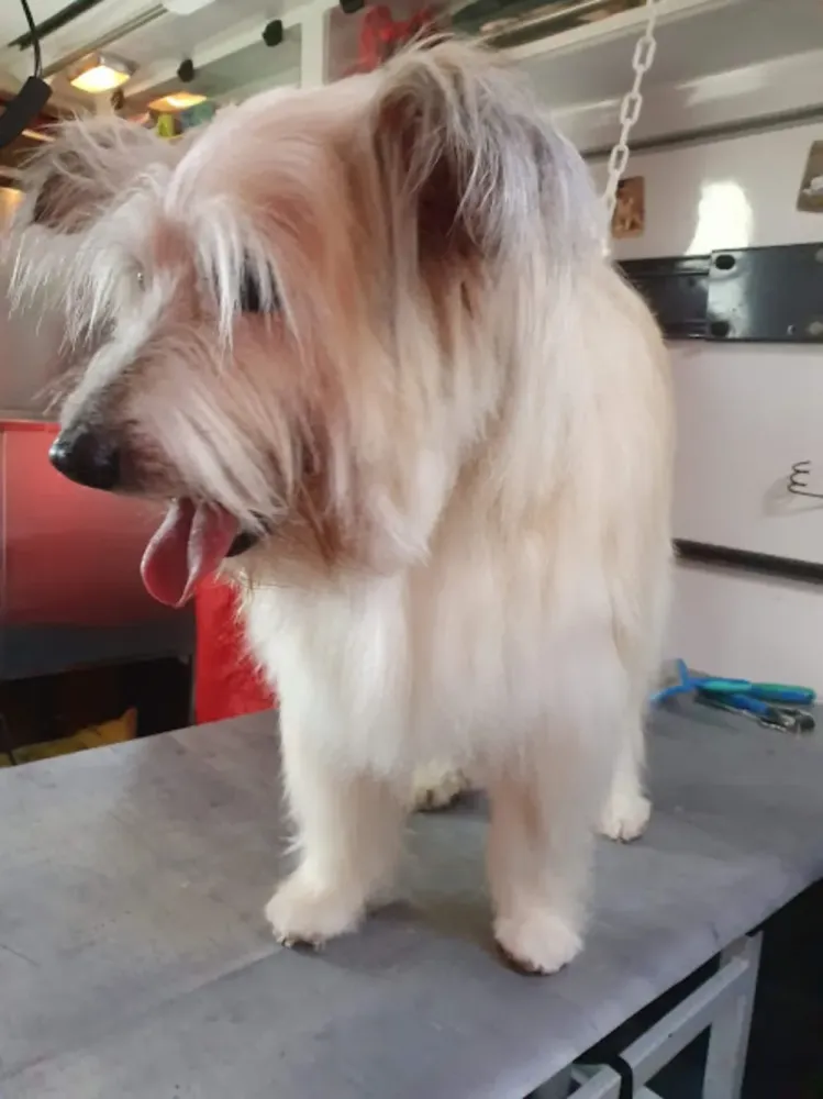 chien-toilettage (7)