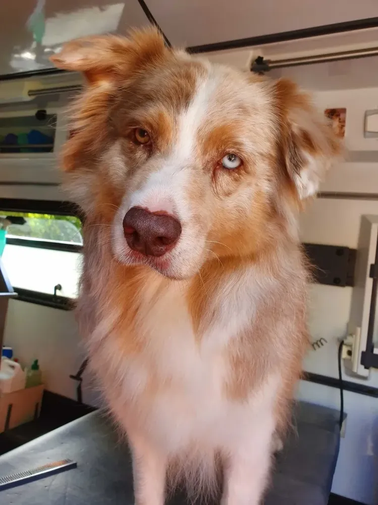 toilettage-berger-australien