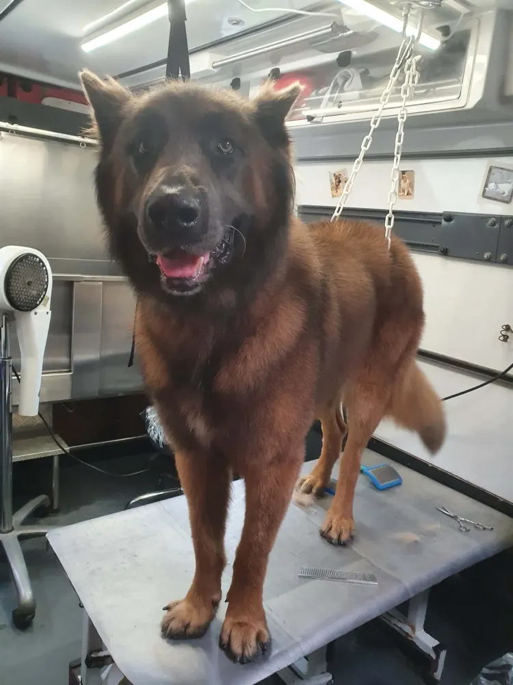 Toilettage chien toutes tailles à Macaye