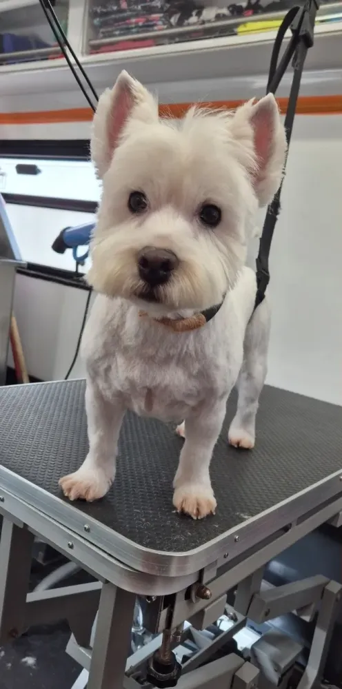 petit-chien-apres