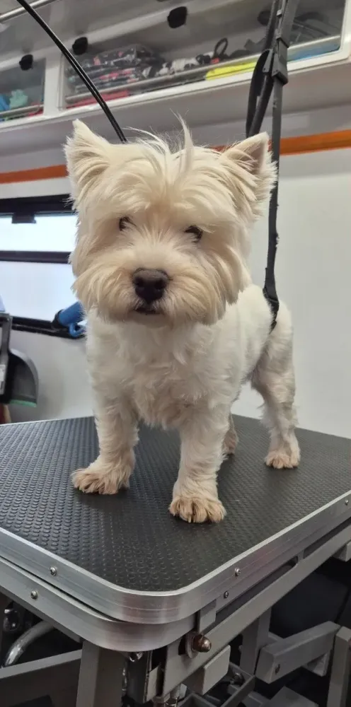 petit-chien-avant