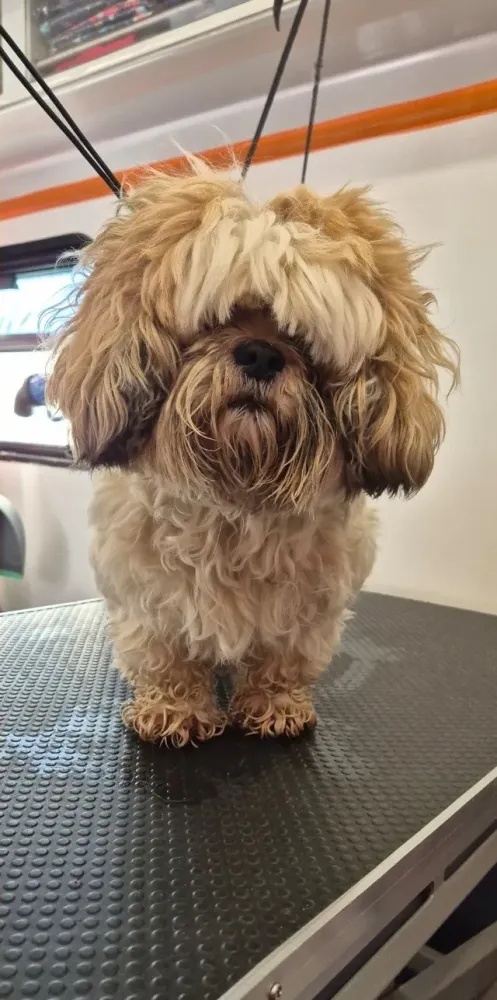 petit-chien-avant(1)