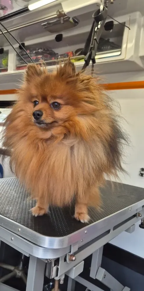 petit-chien-avant(2)