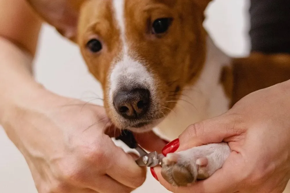 Toiletteur chien à Macaye