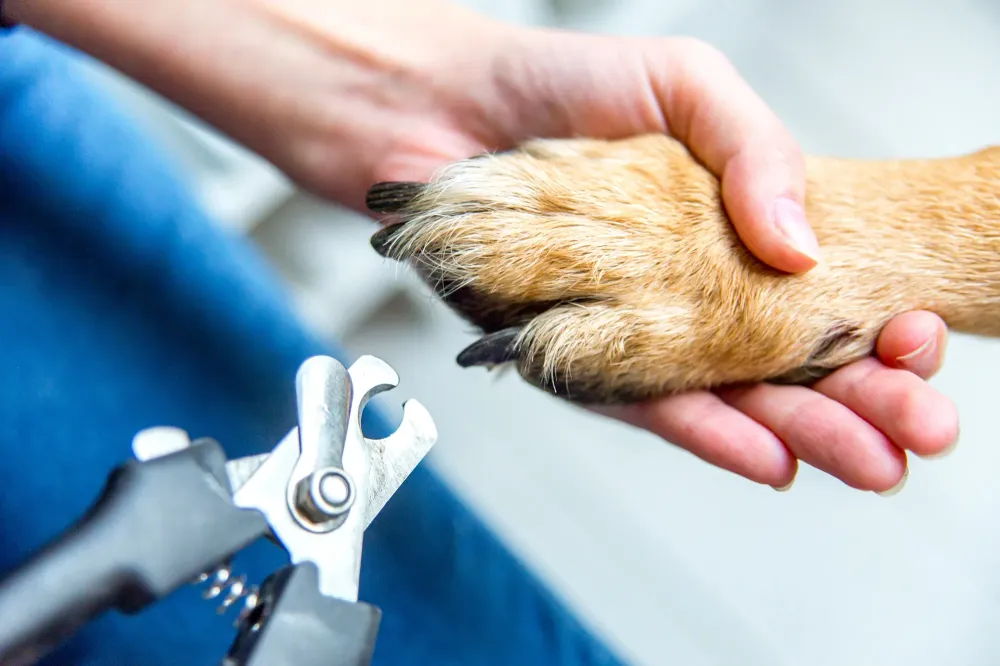 Soins et hygiène pour chiens à Macaye